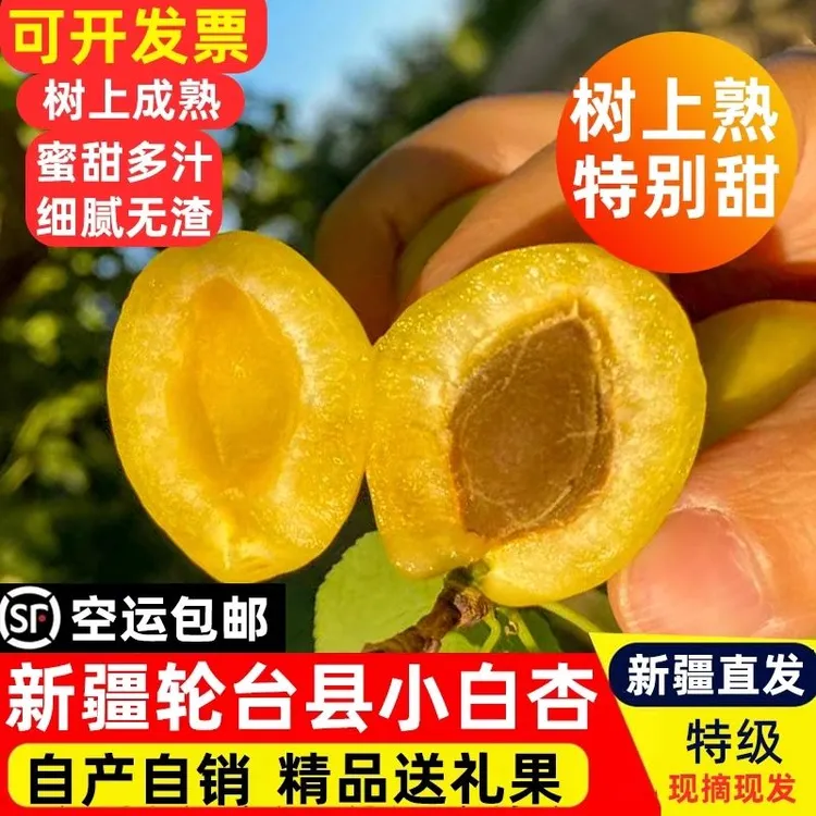 正宗库车小白杏现在现发原产地