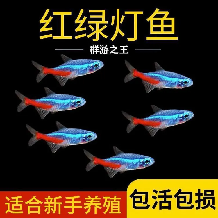 红绿灯鱼热带观赏鱼上海发灯科鱼草缸群游小型鱼热带鱼淡水好养