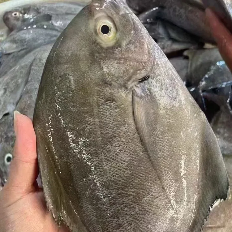 汕尾本港正宗野生黑鲳鱼新鲜海鱼灯光鋪捞汕尾海鲜直播