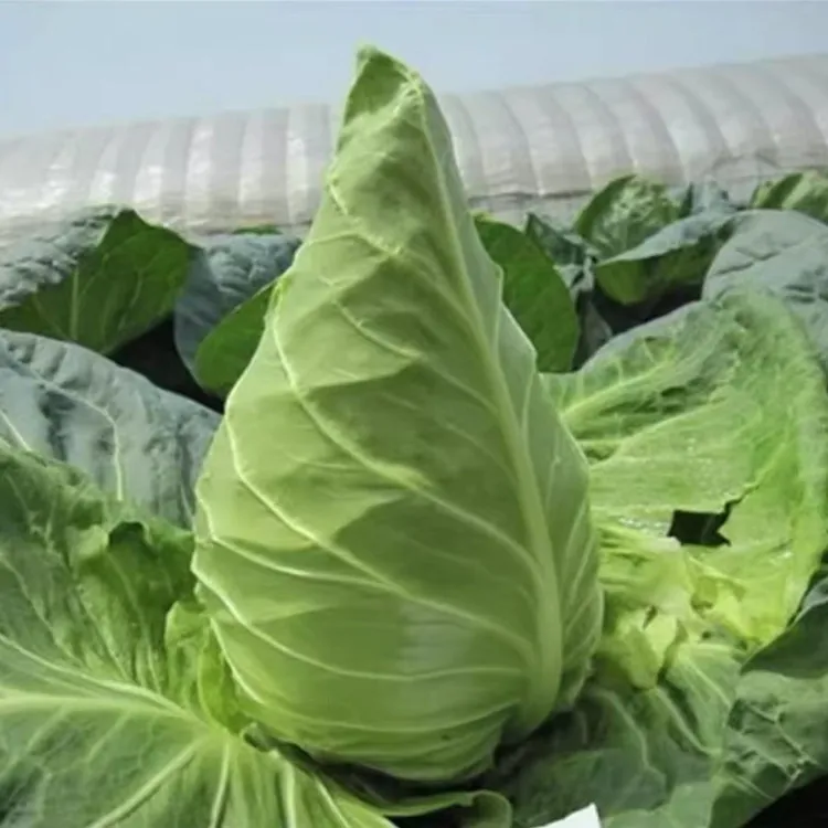 特大牛心包菜苗尖头包心菜苗正宗牛心甘蓝苗阳台庭院种植秧苗耐寒