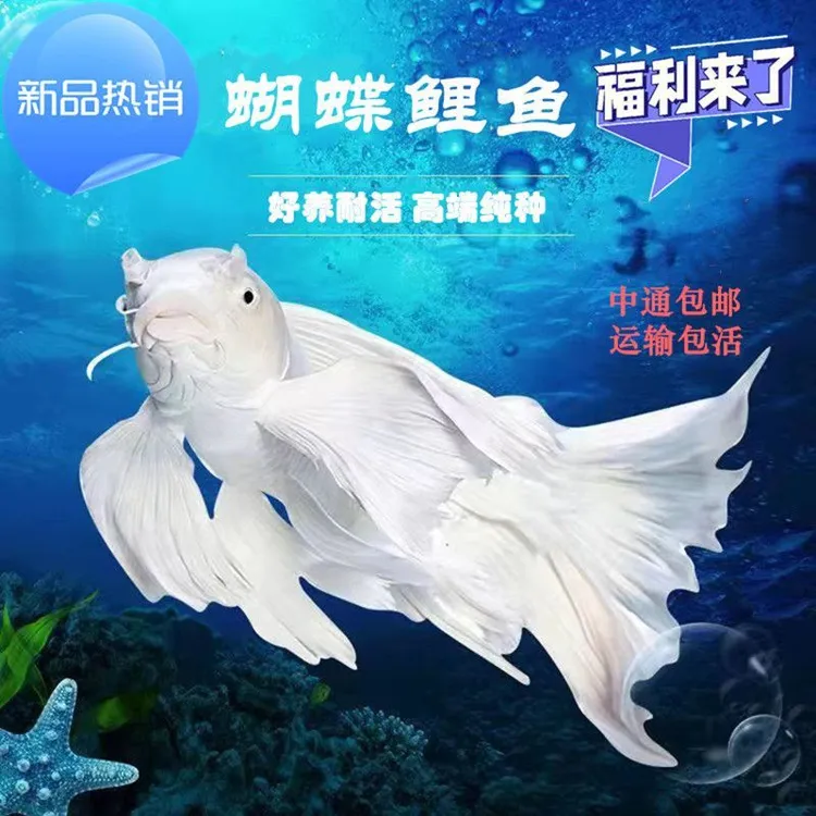台湾蝴蝶鲤鱼好养耐活淡水冷水观赏鱼发财鱼金鱼锦鲤大尾大鳍活体