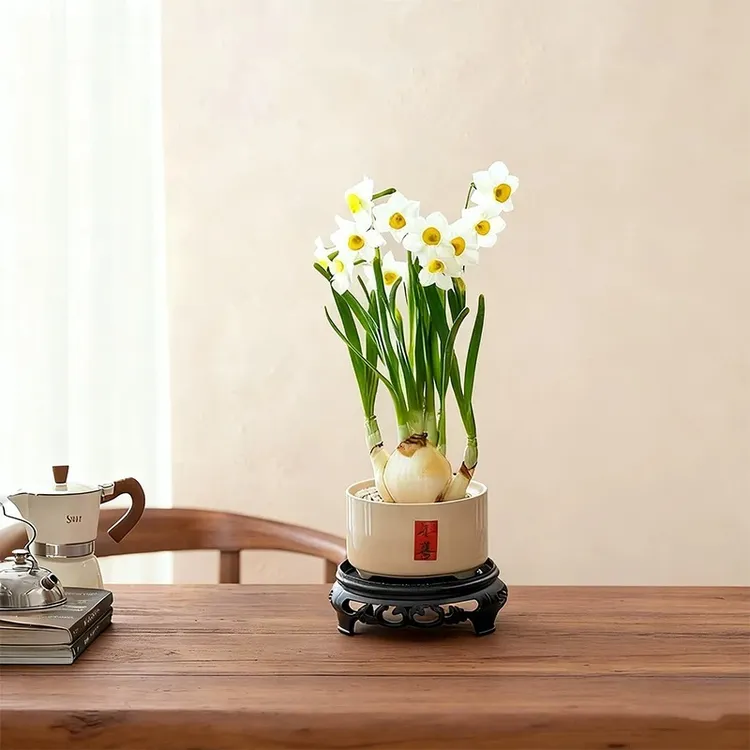 水仙花盆栽带芽土培植物水养花卉室内开花香味绿植办公室桌面好养