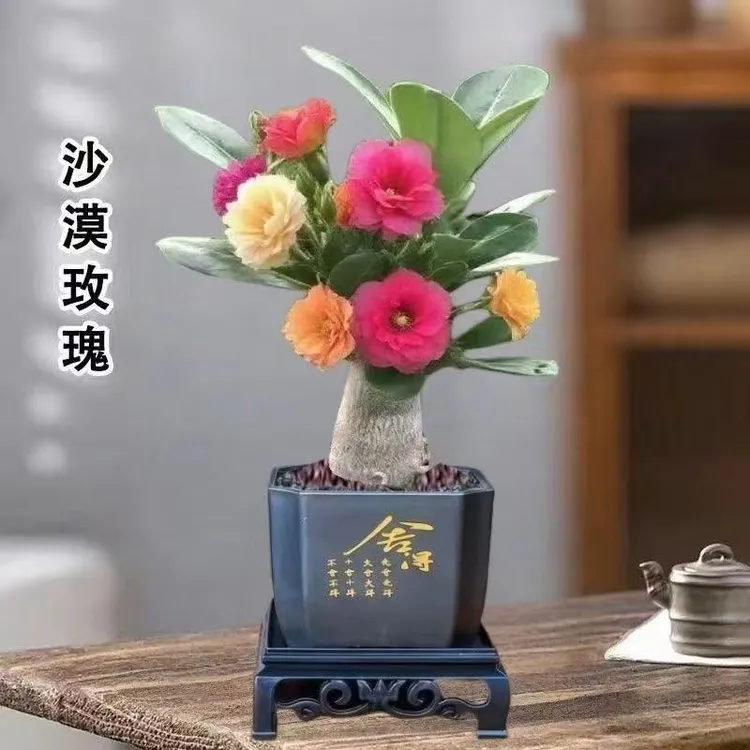 重瓣沙漠玫瑰盆栽室内外四季好养耐寒热易存活浓香花卉绿植物