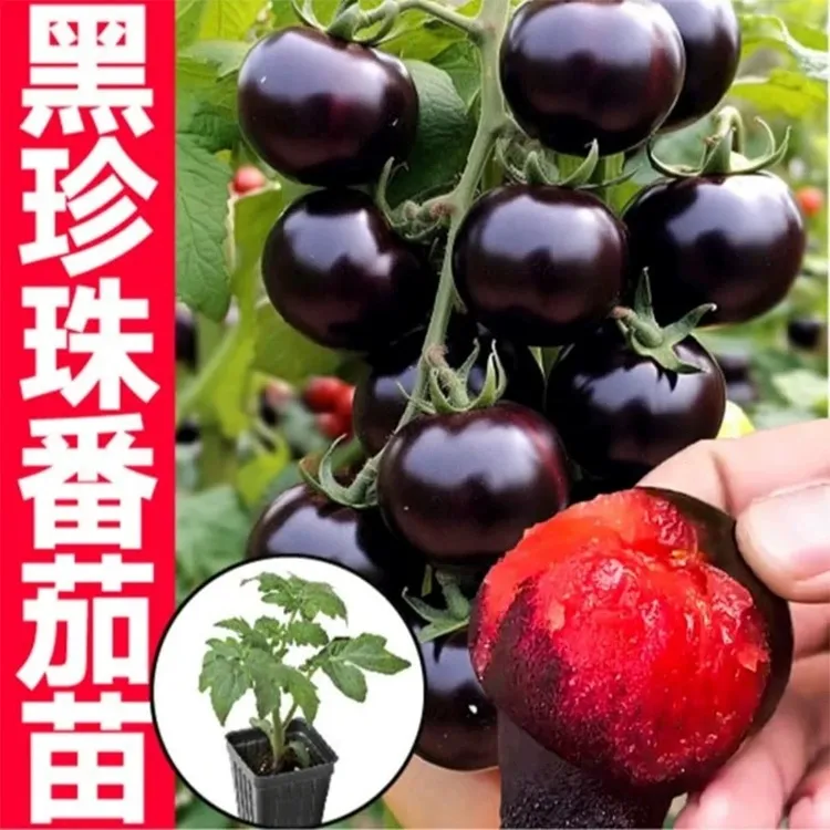 【正版】黑番茄种苗基地直发黑樱桃蔬菜种苗壮苗阳台盆栽小院种植