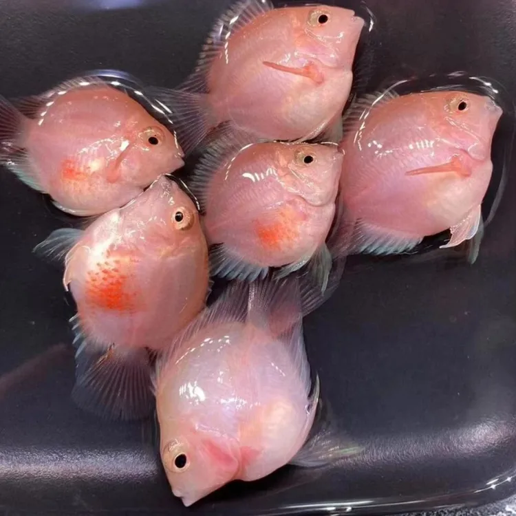 迷你鹦鹉鱼观赏鱼热带鱼苗好养耐活胭脂粉鹦鹉鱼可繁殖种鱼