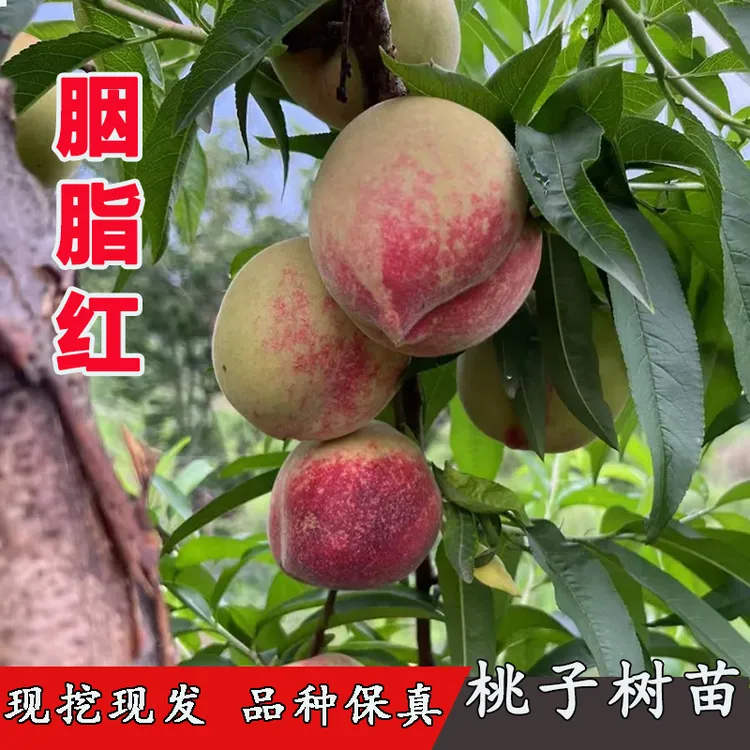 血桃树苗嫁接胭脂红血桃苗早熟红肉离核桃子树南方北方地栽果树苗