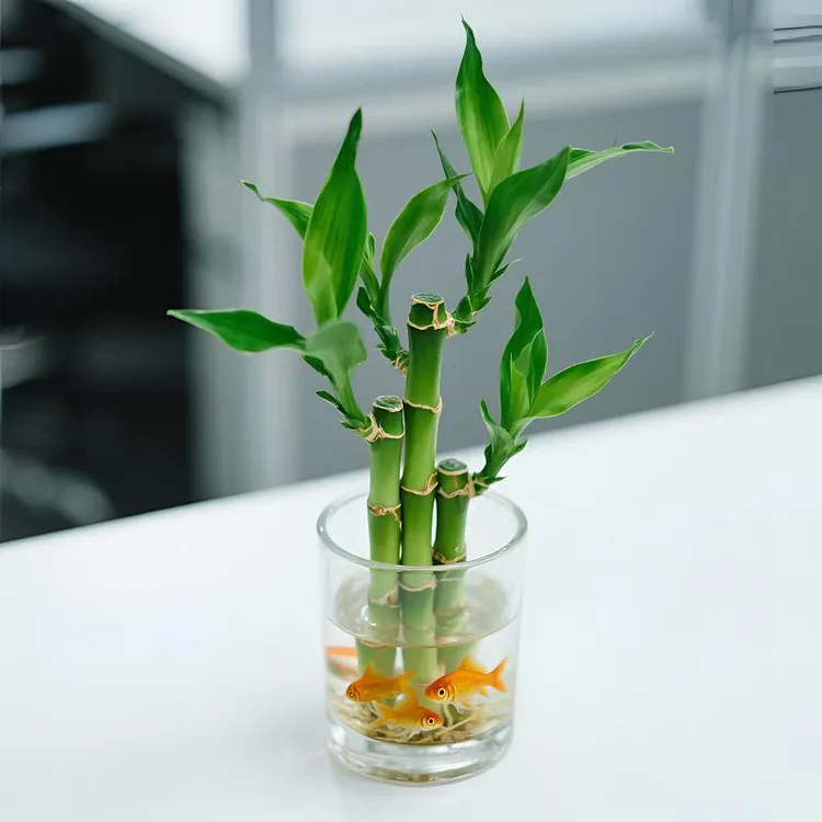 富贵竹四季常青绿植办公室桌面招财旺宅节节高开运竹小盆栽观音竹