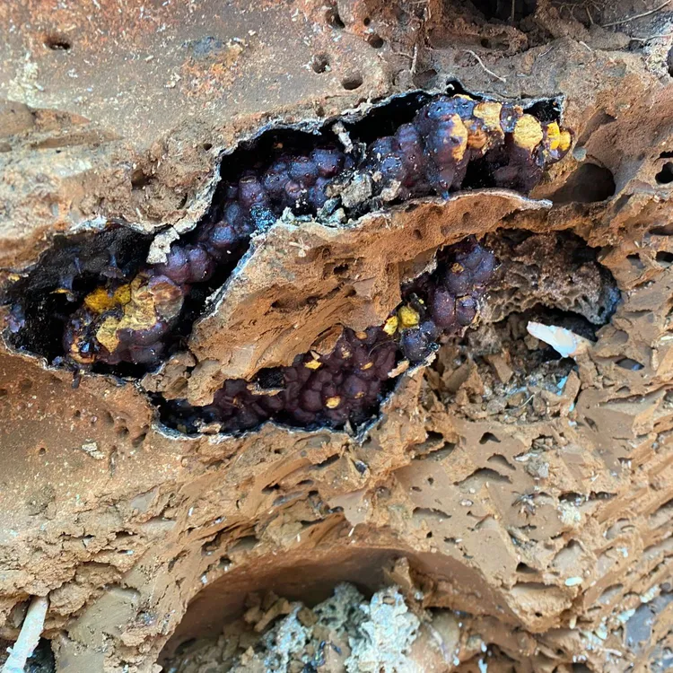 云南西双版纳新鲜现挖热带雨林天然土酸蜂蜜无刺蜂蜜