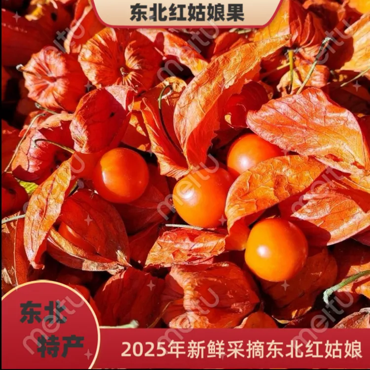 2025新东北带壳苦菇娘原装批发新鲜菇娘红灯笼果红姑娘鲜果大果