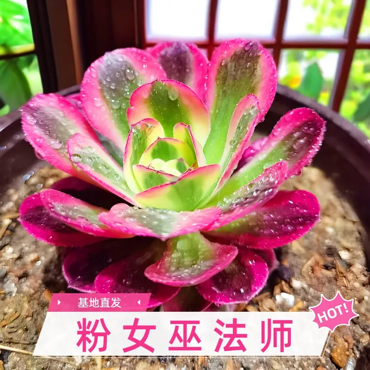 粉女巫法师多肉直播老桩多头美杜莎盆栽耐旱好养办公室盆栽防辐射
