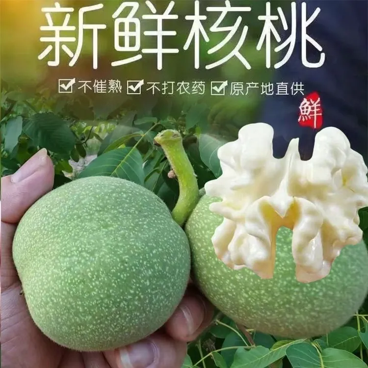 新鲜现摘青皮生核桃香甜鲜嫩营养丰富宝宝爱吃带青皮核桃去皮