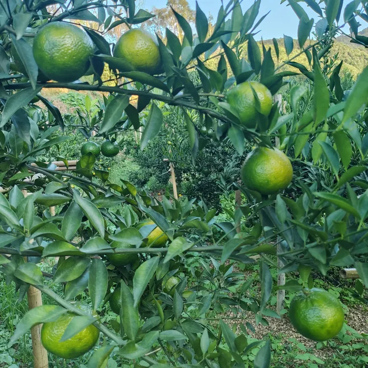 新会陈皮柑（鲜果）