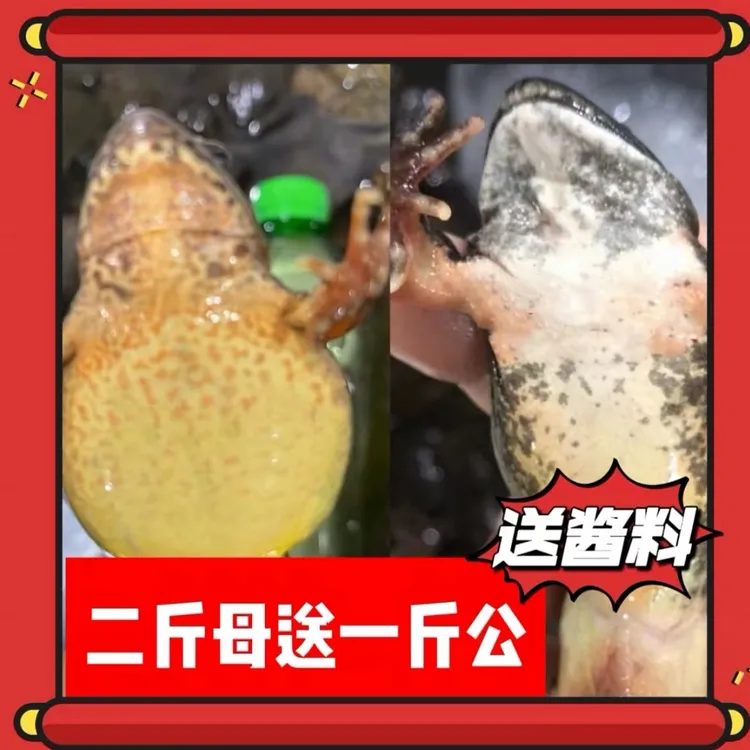 东北河鲜土特产 母蛤蟆 母蛙 满籽满油顺丰发货