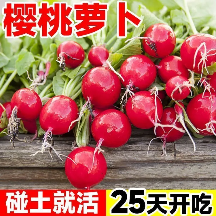【新种子】樱桃水果小萝卜种子正品薄皮红萝卜田园盆栽小白懒人种