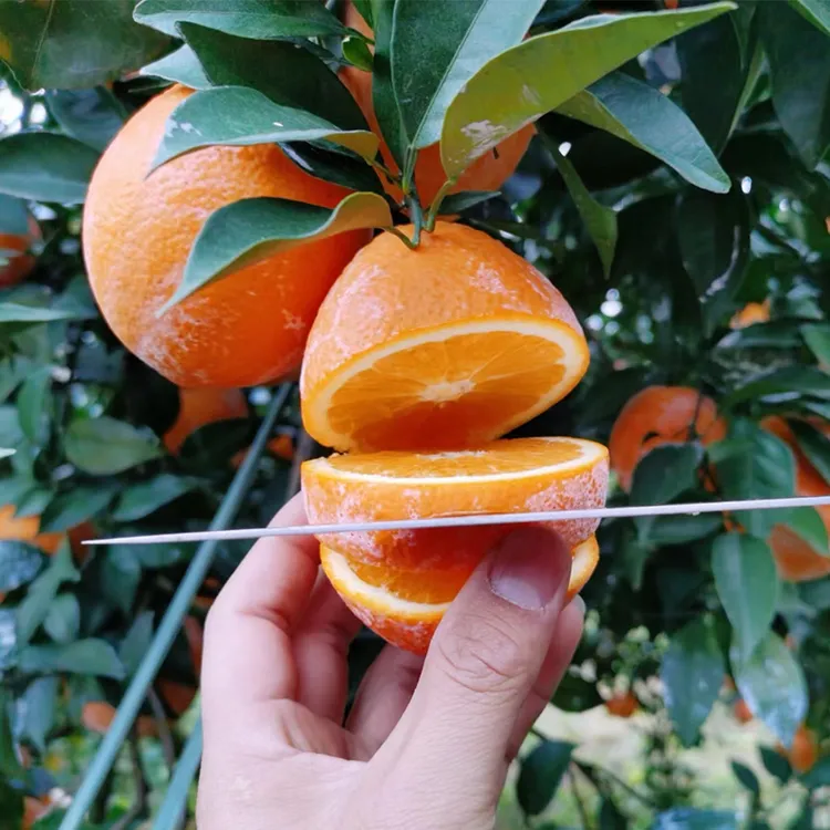 正宗赣南脐橙新鲜应季香甜爆汁水果现摘现发坏果包赔