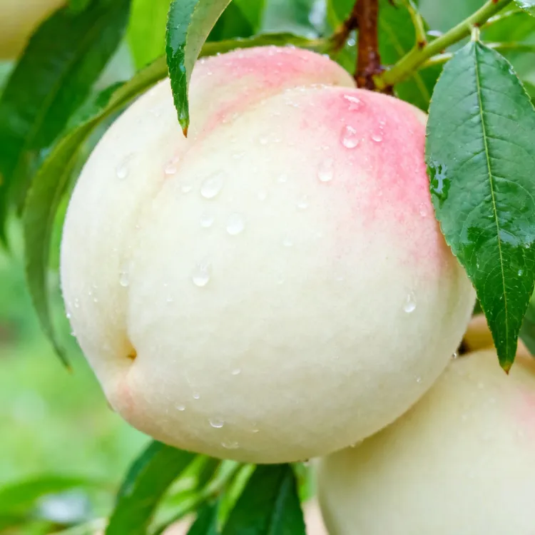 正宗白桃脆甜多汁红心白肉当季应季新鲜水果桃子
