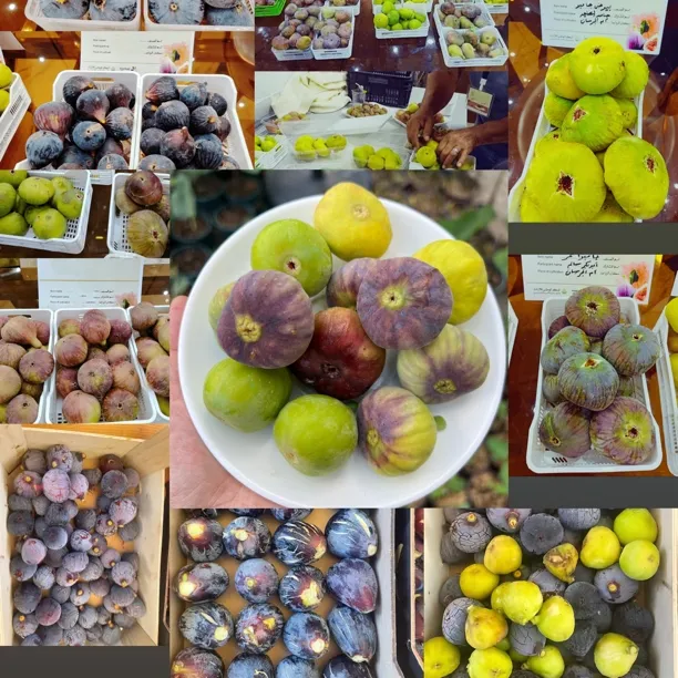 无花果品种链接（中高品）无花果树苗