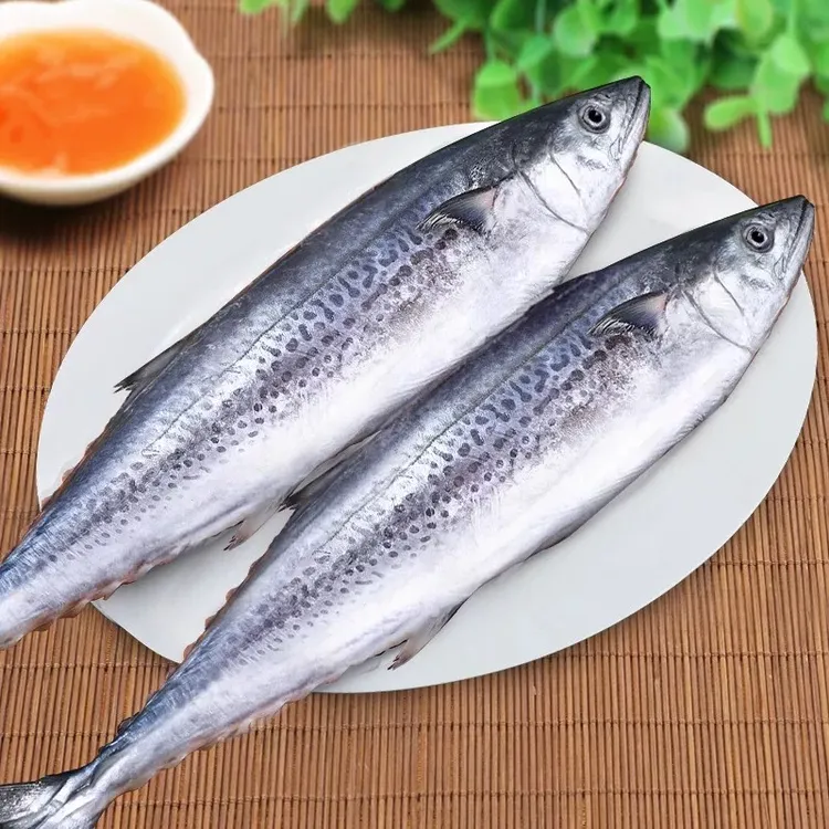 大连新鲜鲅鱼大鲅鱼3条4条5条【偶尔破肚破皮介意勿拍】