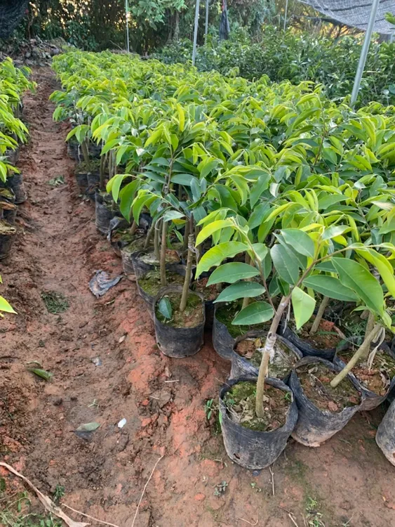 香脉（九份）奇楠沉香优选品种电白发货