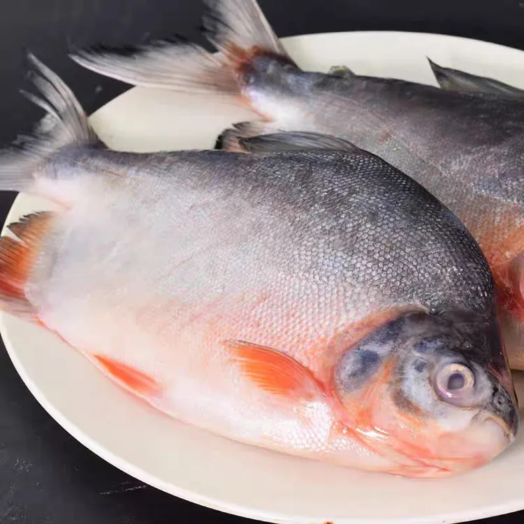 鲜活速冻大鲳鱼 6大条红鲳鱼肉厚刺少营养鲜美 450g-650g/条