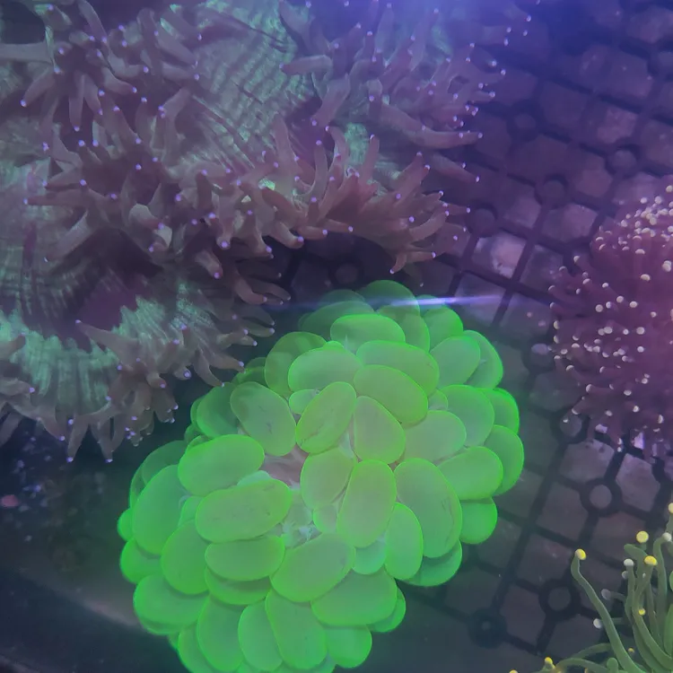 海水生物，海水观赏鱼，海缸造景
