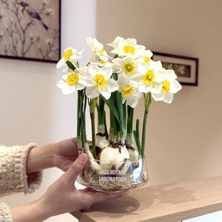 好养水培水仙花年宵花开花盆栽盆景室内客厅办公室桌面观花卉绿植