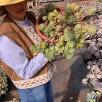 绿蔷薇28 多肉植物