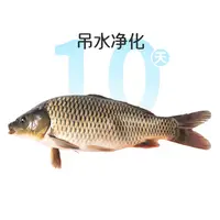 鲜活吊水鲤鱼1条 约1kg