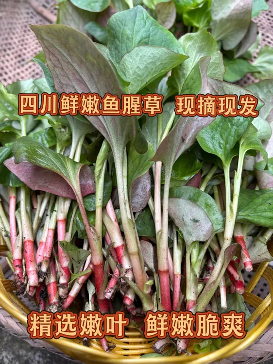 四川农家新鲜冬季折耳根鱼腥草嫩叶，可火锅凉拌
