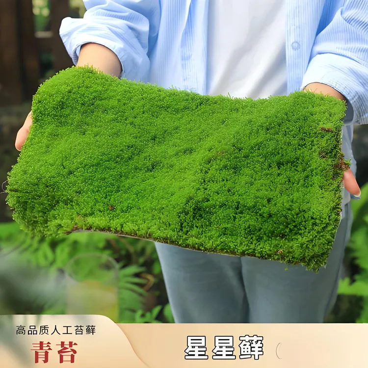 L星星苔藓微景观盆景铺面白发小灰短绒藓假山水陆雨林造景庭院绿