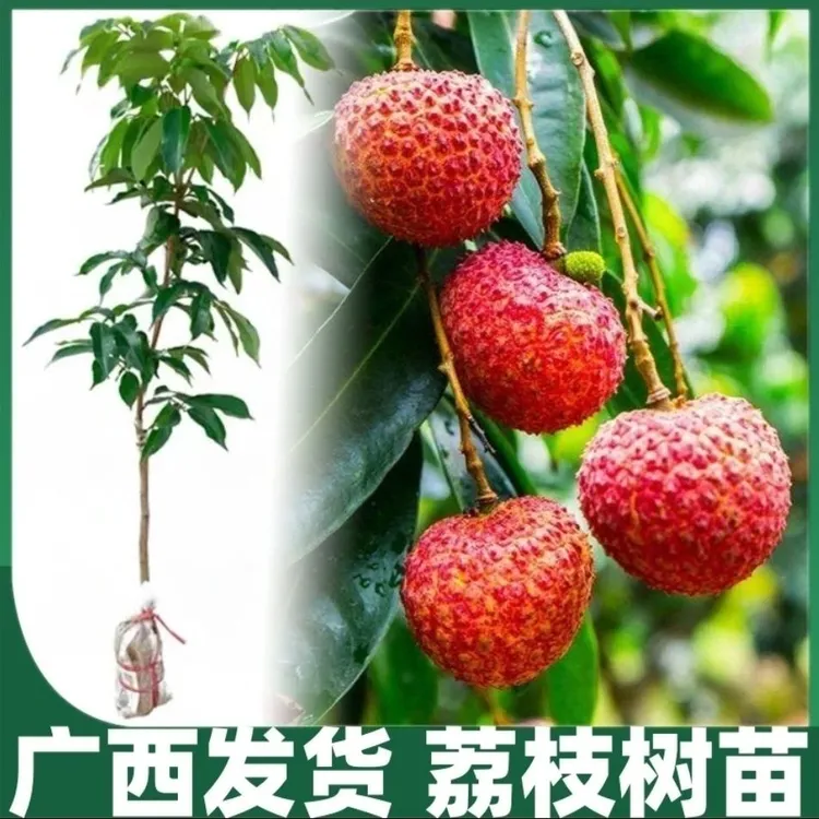 【特价】广西桂味荔枝树苗正宗无核荔枝冰荔妃子笑嫁接室内果树苗