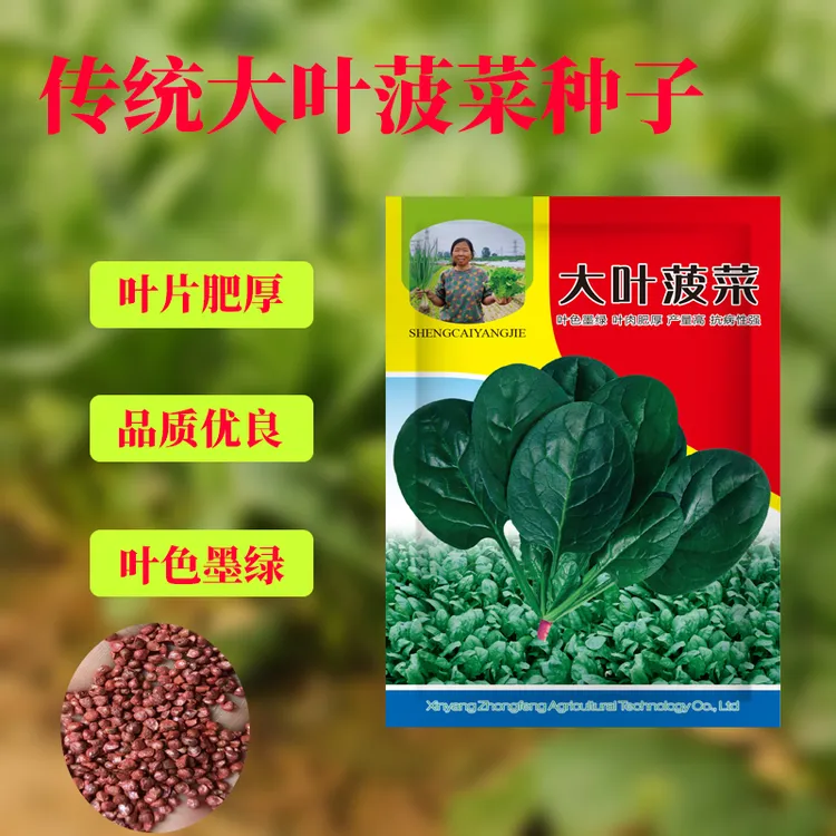 【杨姐推荐.菠菜】大叶菠菜种子 抗病耐热寒春秋农家菜园蔬菜