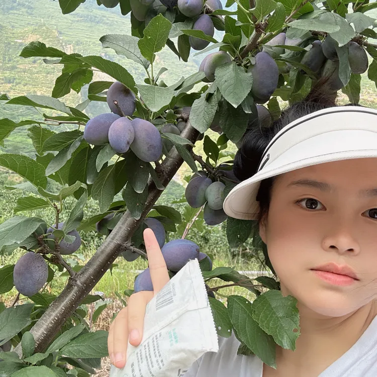 汶川自家蓝蜜西梅纯天然自然生长现摘现发