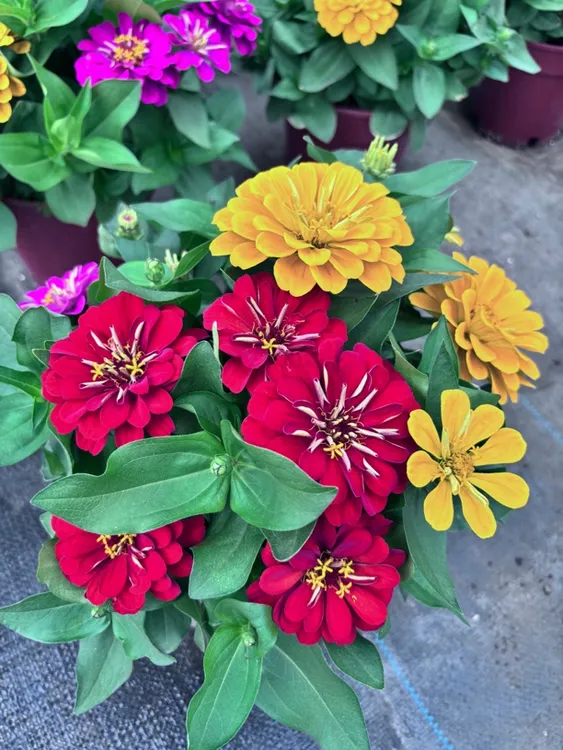 多年矮生百日草花种子庭院四季易种室外阳台