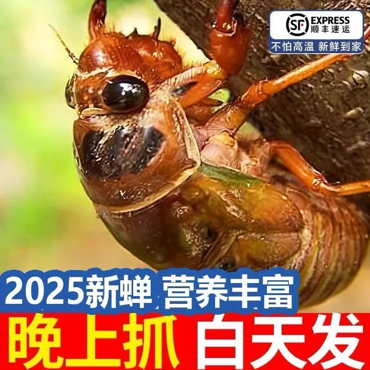 新鲜知了猴2025活体速冻大金蝉可烧烤油炸香下酒菜爬叉猴顺丰包邮