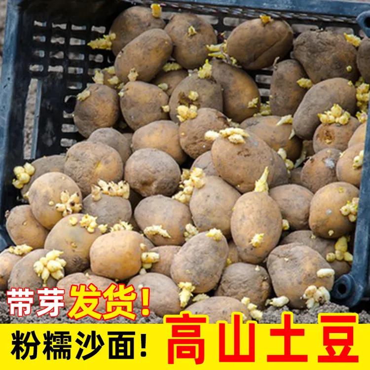 发芽土豆老品种农家种植湖北恩施带芽催芽黄心生长马铃薯洋芋批发