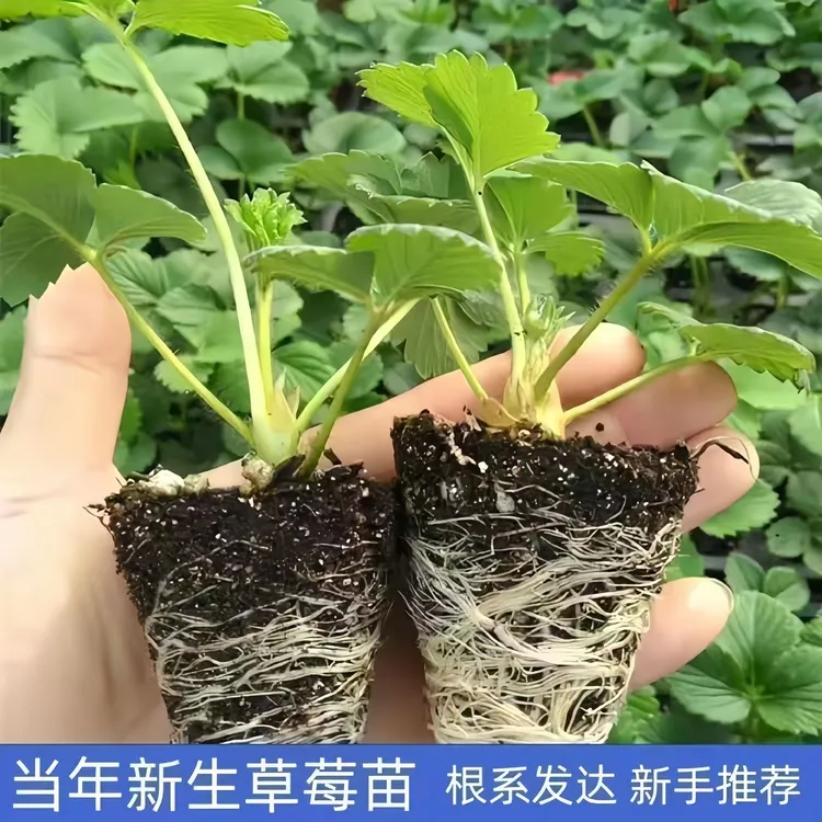 【草莓苗】地栽奶油红颜丹东草莓庭院花卉室外绿植盆栽室内四季结果