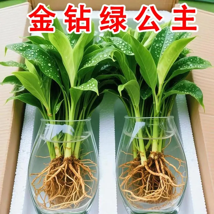 四季好养大叶金钻盆栽水培植物室内桌面绿公主盆景家用除气味绿植