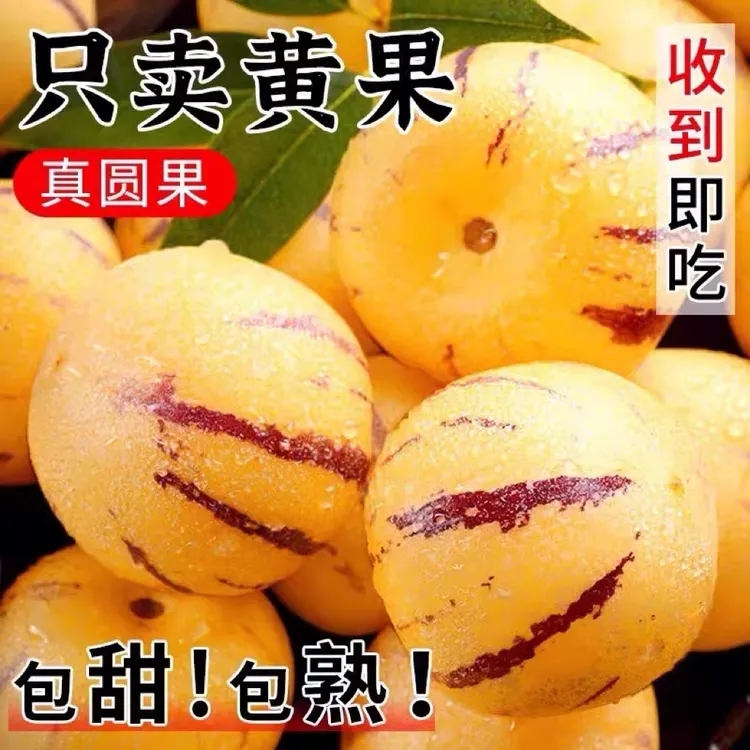 云南石林人参果新鲜水果圆果树上熟黄皮大果人生果特产整箱包邮