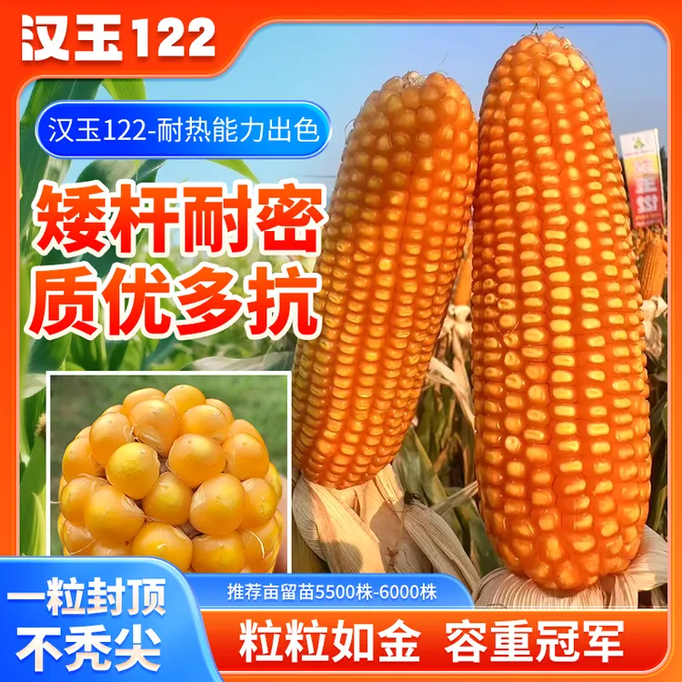 【粒金黄】汉玉122玉米种矮杆耐密质优多抗粒粒如金容重冠军