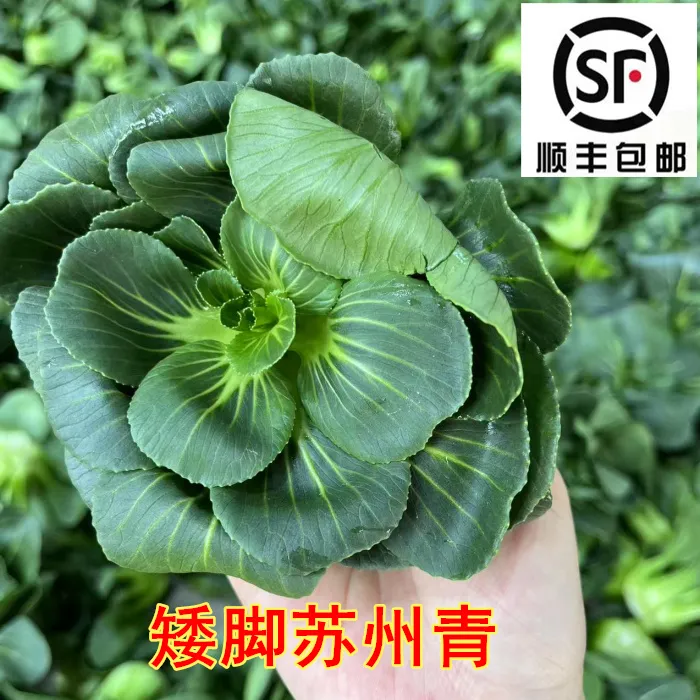 顺丰包邮苏北发货露天苏州青青菜脆嫩甜