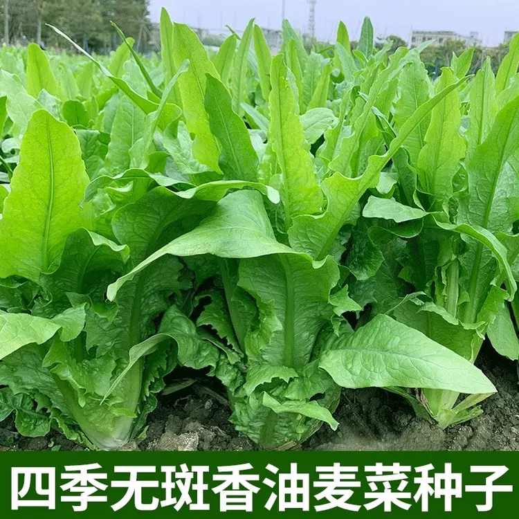 甜脆油麦菜种子清香无斑不苦油麦菜四季可种蔬菜种子【拍2送1】