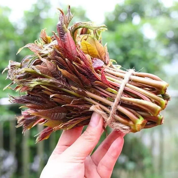 秦岭山区头茌香椿嫩芽新鲜现摘真空包装香椿芽