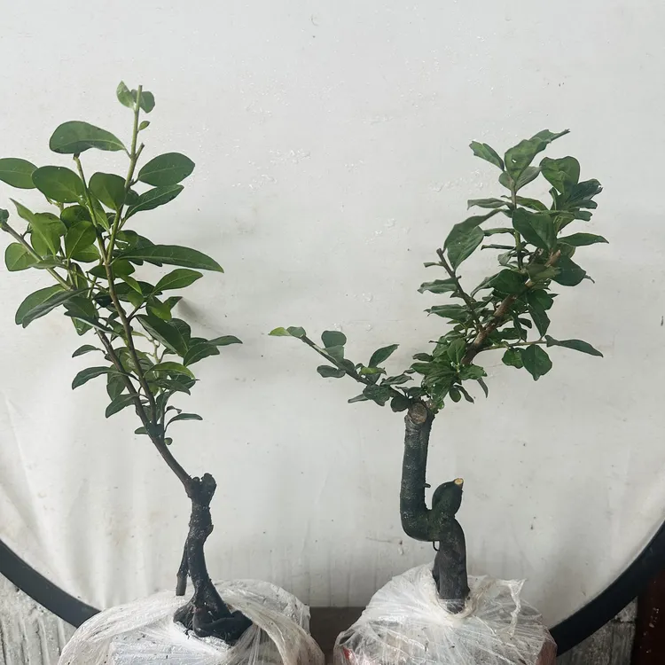 金弹子嫁接品种人工桩，品种有小叶大血红、车厘子、血红亮果、葫芦果