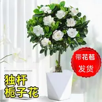 栀子花 独杆栀子花花苞四季开花室内浓香型绿植浓香盆栽阳台花卉