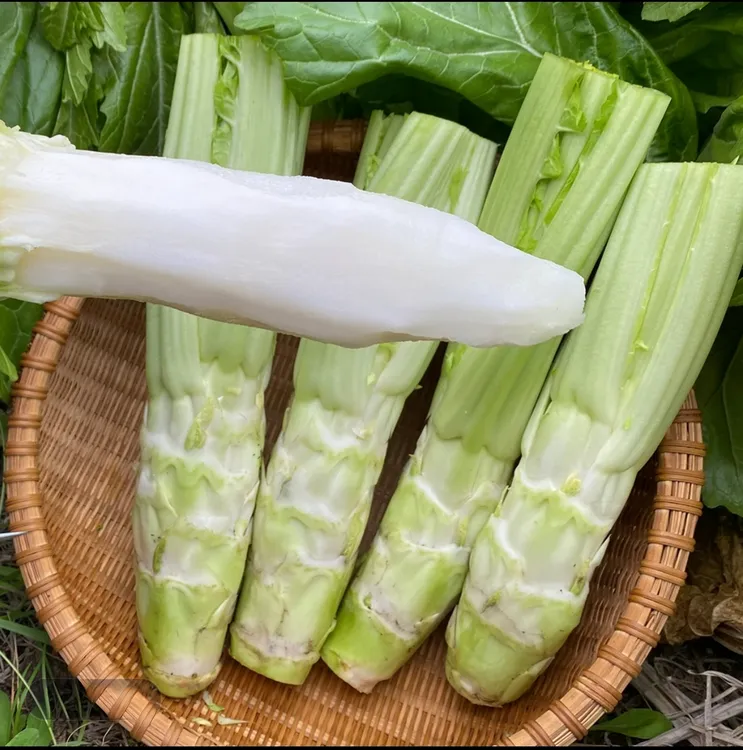 四川农家棒棒菜芥菜头青菜脑壳自种时令薄皮新鲜嫩蔬菜青菜头青笋