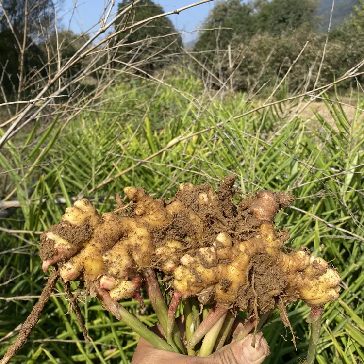 【红薯 生姜 花生 干豆角】安徽六安农村生态蔬菜不打农药化肥