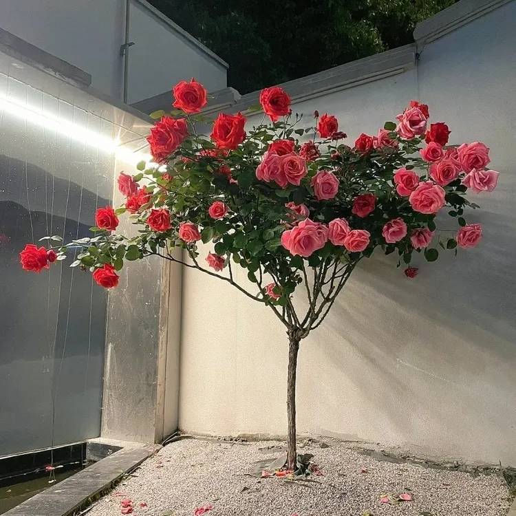 树桩树状月季苗四季大花浓香适合阳台盆地栽