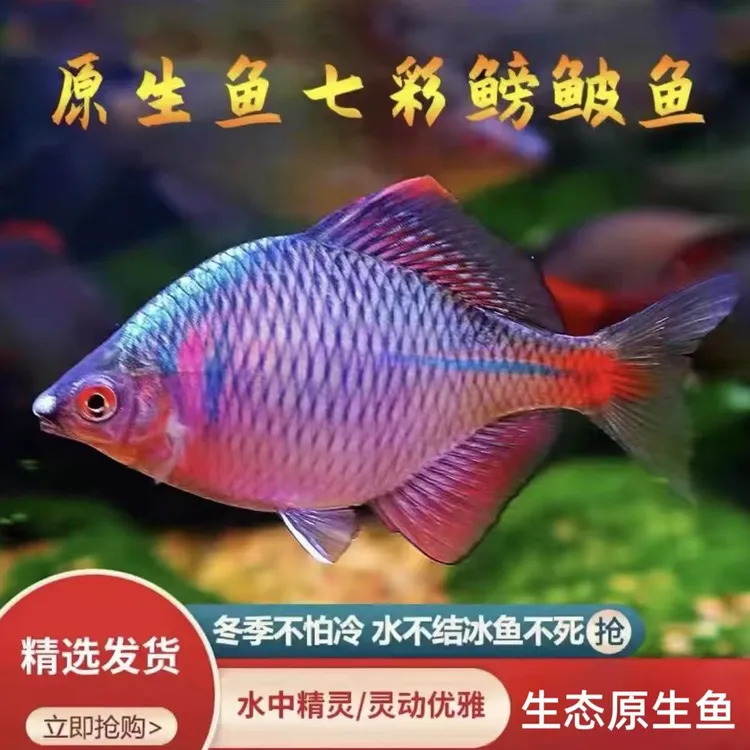 除藻清洁鳑鲏鱼观赏鱼除油膜青苔七彩高体旁皮原生冷水鱼冬季