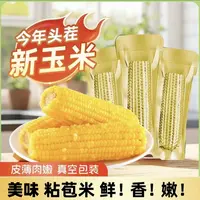 凤栖湖专属【试吃2根】2025年新货东北黄糯玉米240-300g/根铝箔包装